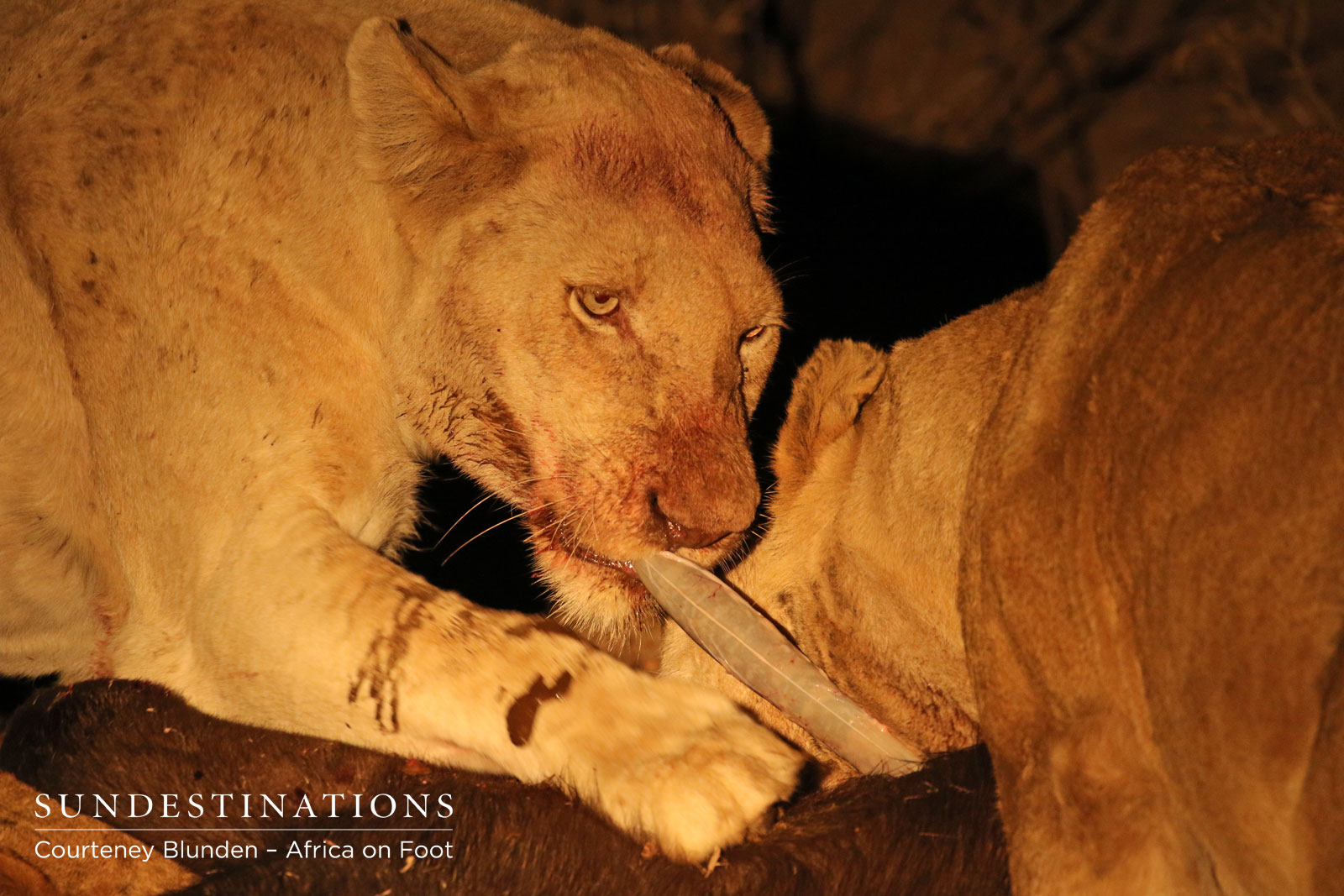 White Lions Feed White Lions Feed