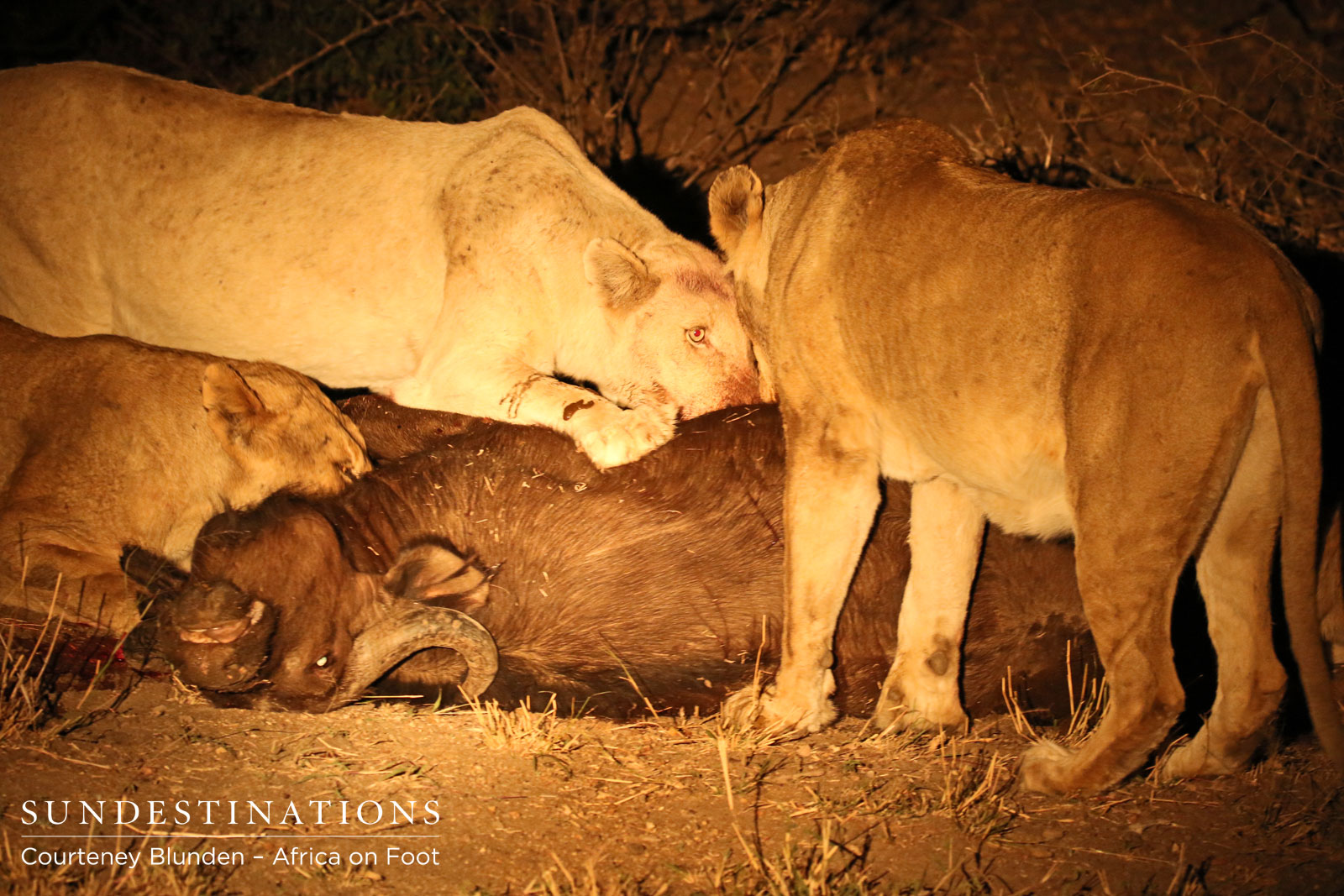 White Lions of Giraffe Pride White Lions of Giraffe Pride