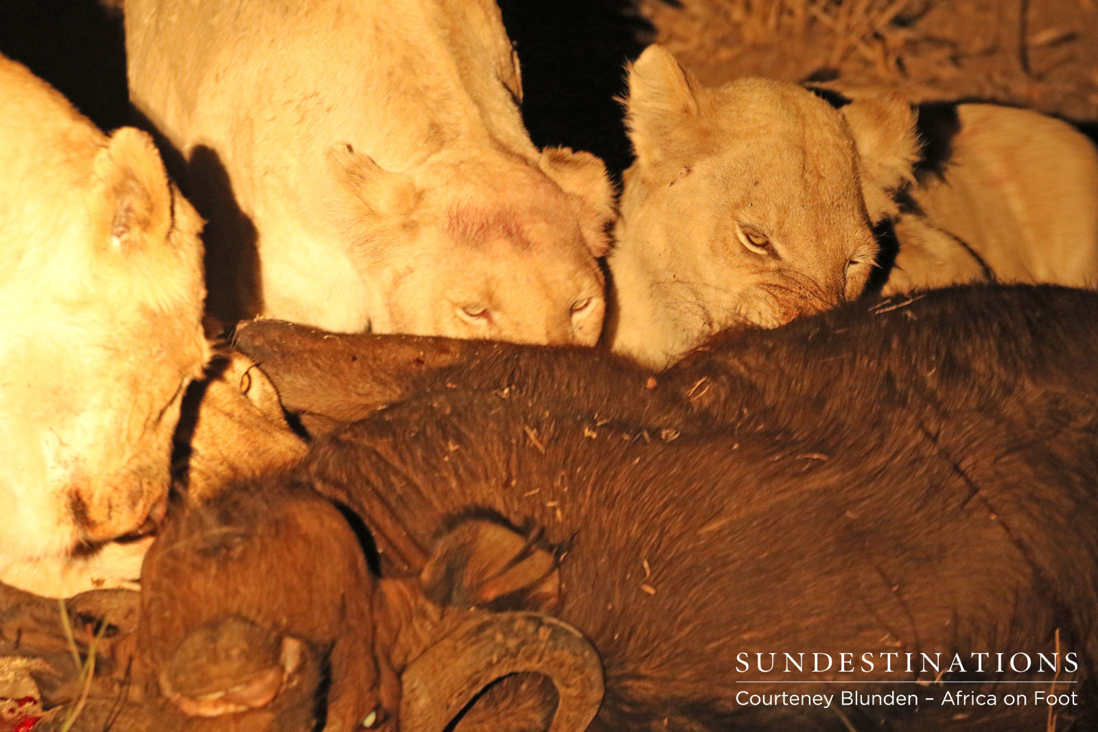 Lion Pride - Giraffe Pride Lion Pride - Giraffe Pride