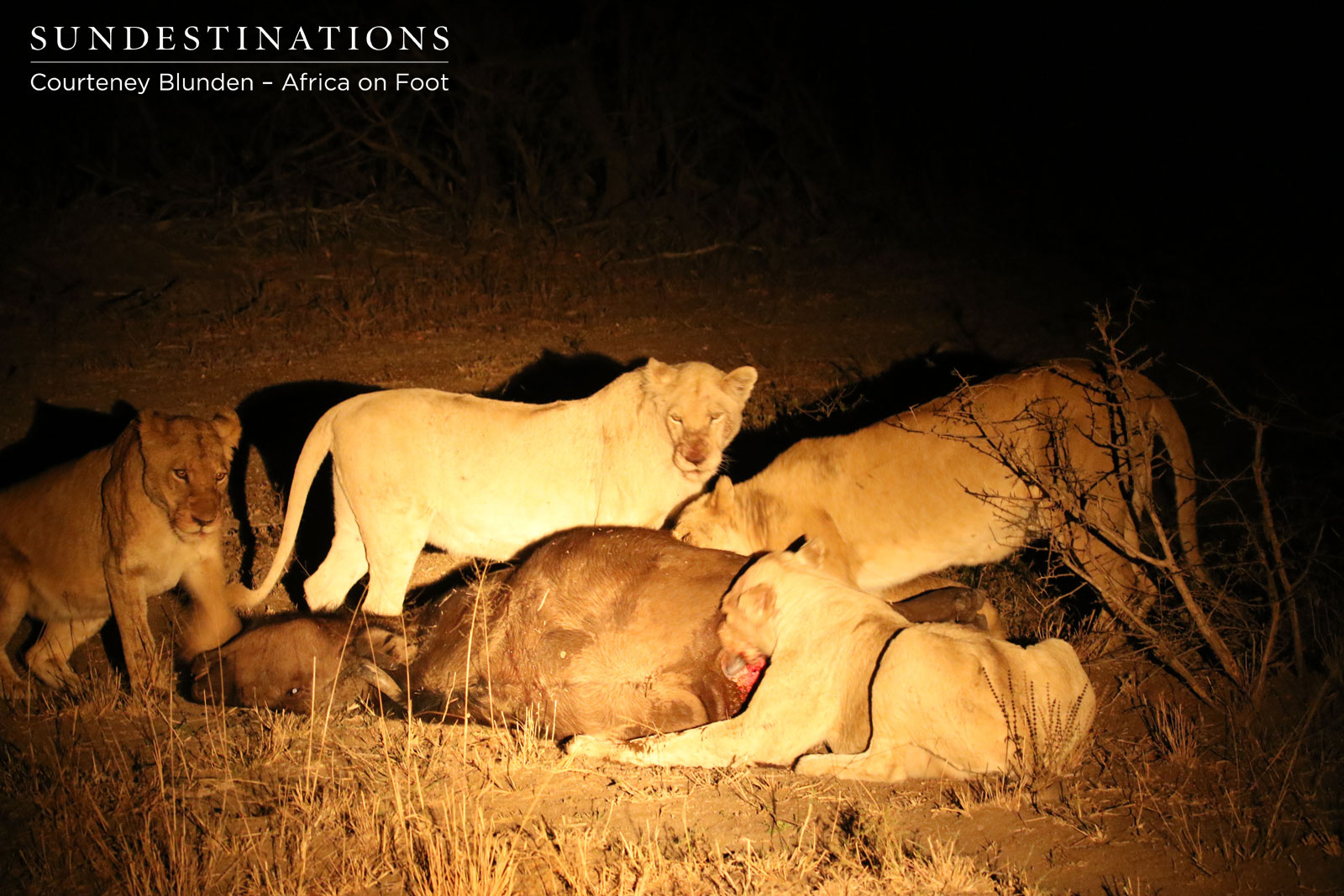 White Lions of Giraffe Pride White Lions of Giraffe Pride