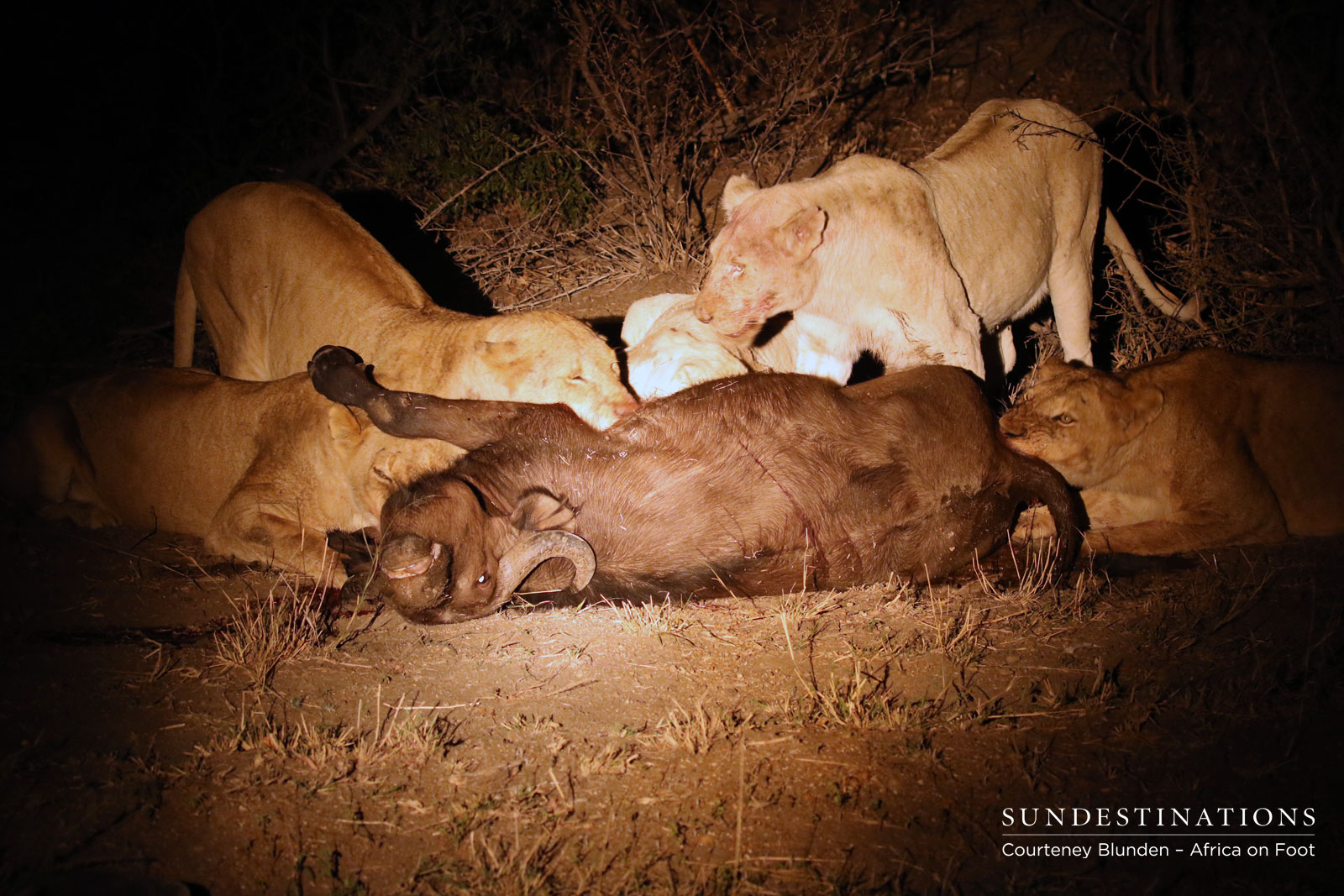 White Lion Africa on Foot White Lion Africa on Foot