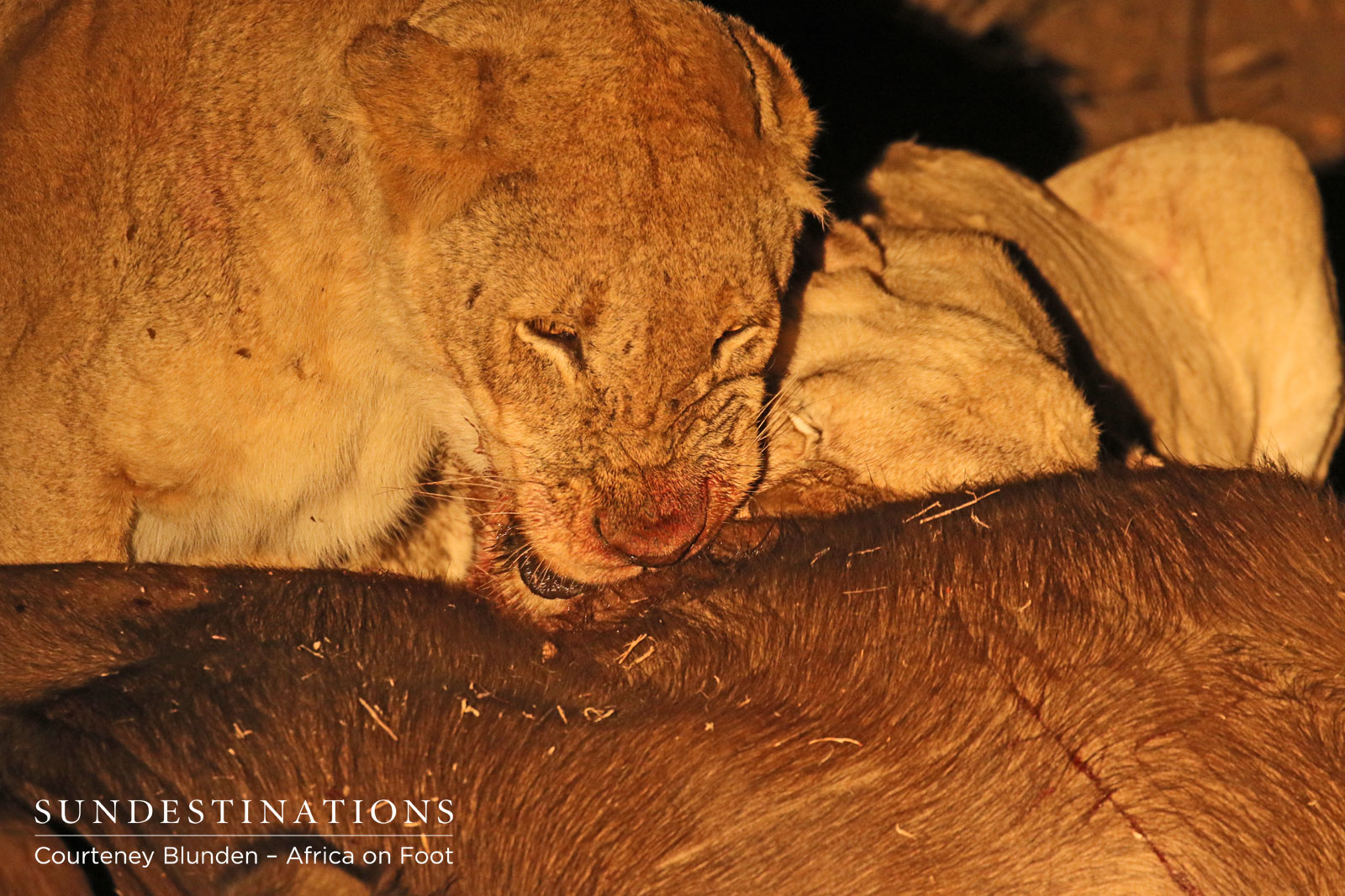 Giraffe Pride : White Lion Giraffe Pride : White Lion