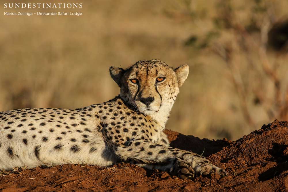 The amber-eyed gaze of a rare cheetah seen relaxing on the reserve. Perfection. The amber-eyed gaze of a rare cheetah seen relaxing on the reserve. Perfection.