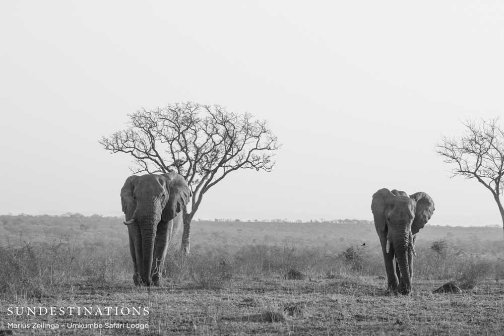 Two elephants amble across the plains in the iconic Sabi Sand. Today on World Elephant Day, we are even more appreciative of sightings such as this. Wild and free, as nature intended. Two elephants amble across the plains in the iconic Sabi Sand. Today on World Elephant Day, we are even more appreciative of sightings such as this. Wild and free, as nature intended.