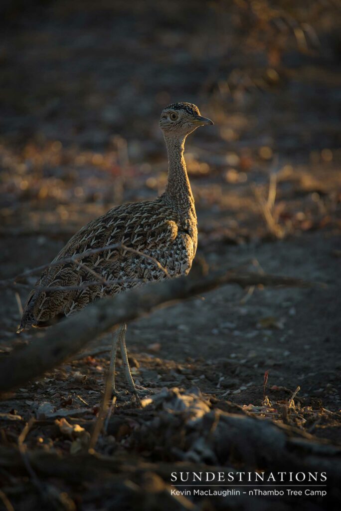 A red-crested korhaan catches the light in a rare moment of stillness shared with this camouflaged ground fowl A red-crested korhaan catches the light in a rare moment of stillness shared with this camouflaged ground fowl