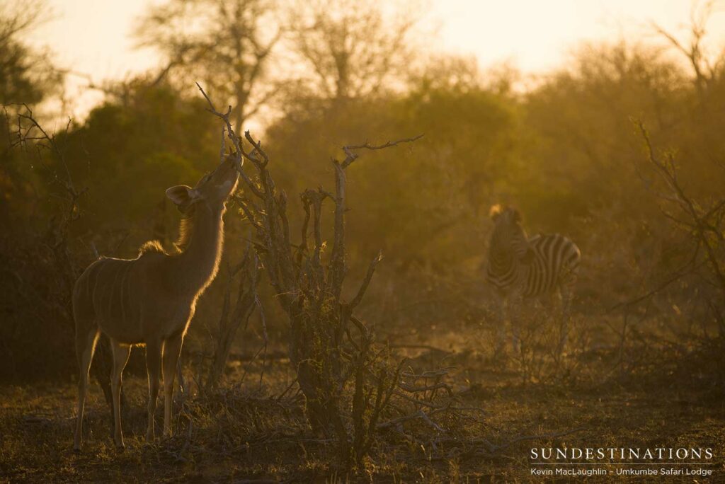 That golden glow! The afternoon light creates an irresistible outline to a kudu cow craning her neck to reach the upper branches That golden glow! The afternoon light creates an irresistible outline to a kudu cow craning her neck to reach the upper branches