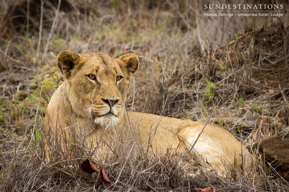 A Mhangeni lioness looks focused as she relaxes in the dry grass after she and her pride were spotted by some zebra. Cover blown! A Mhangeni lioness looks focused as she relaxes in the dry grass after she and her pride were spotted by some zebra. Cover blown!