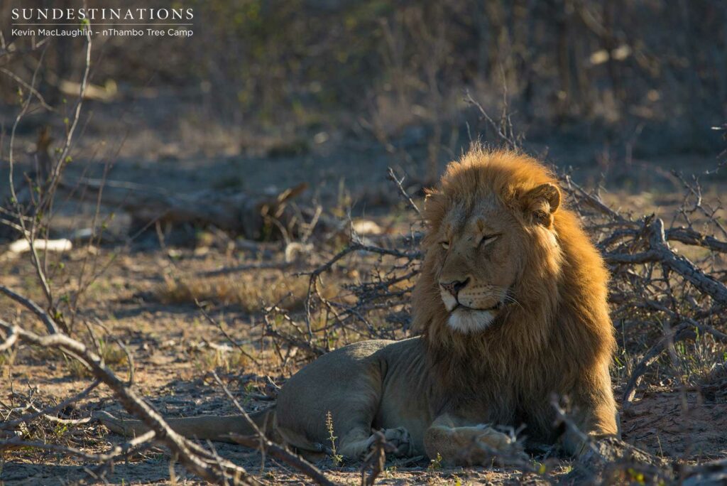 One of the Mapoza males settles for some shut eye after filling up on a meal of buffalo One of the Mapoza males settles for some shut eye after filling up on a meal of buffalo