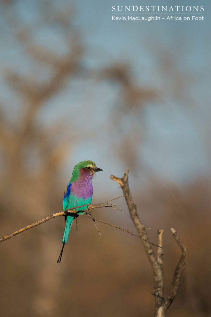 A lilac-breasted roller stands out in a celebration of colour against the stark winter bush A lilac-breasted roller stands out in a celebration of colour against the stark winter bush