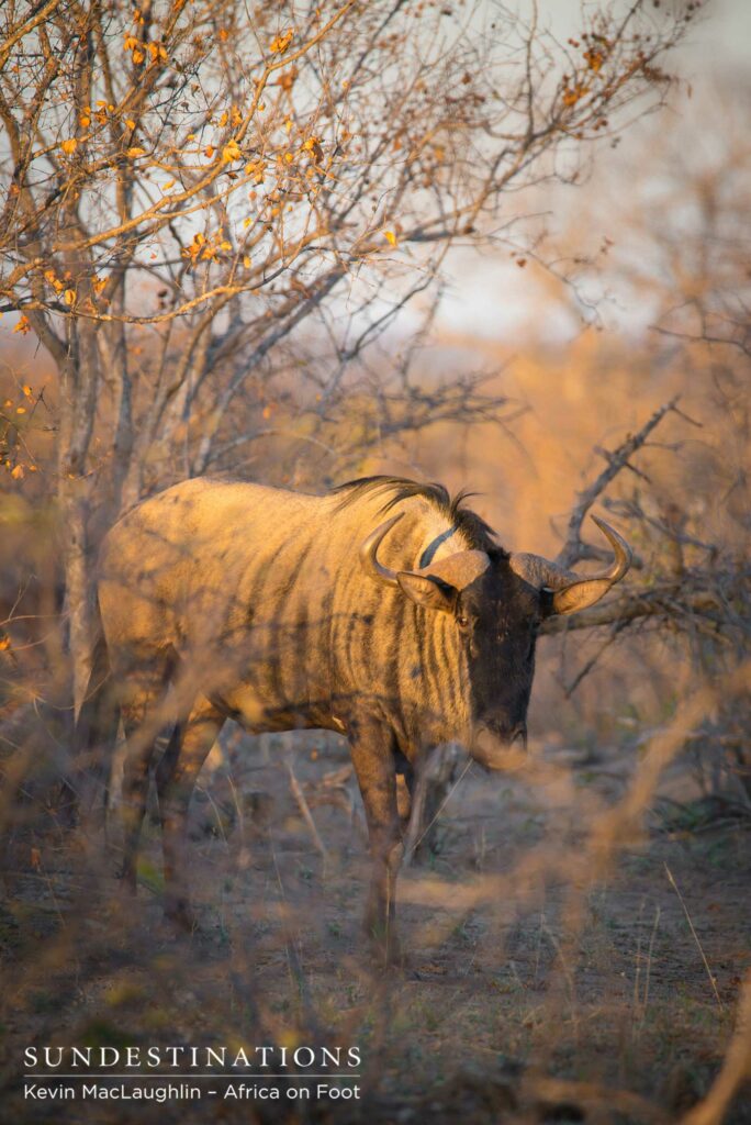 A lone wildebeest bows to us as we admire him in the sunlight A lone wildebeest bows to us as we admire him in the sunlight