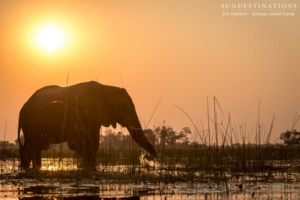 An elephant at sunset, seen from the comfortable cradle of a boat, while out on a sunset safari cruise with Xobega Island Camp An elephant at sunset, seen from the comfortable cradle of a boat, while out on a sunset safari cruise with Xobega Island Camp