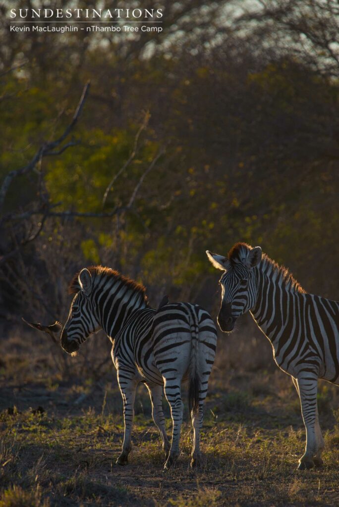 A pair of zebras stand, illuminated, in the early evening sun A pair of zebras stand, illuminated, in the early evening sun
