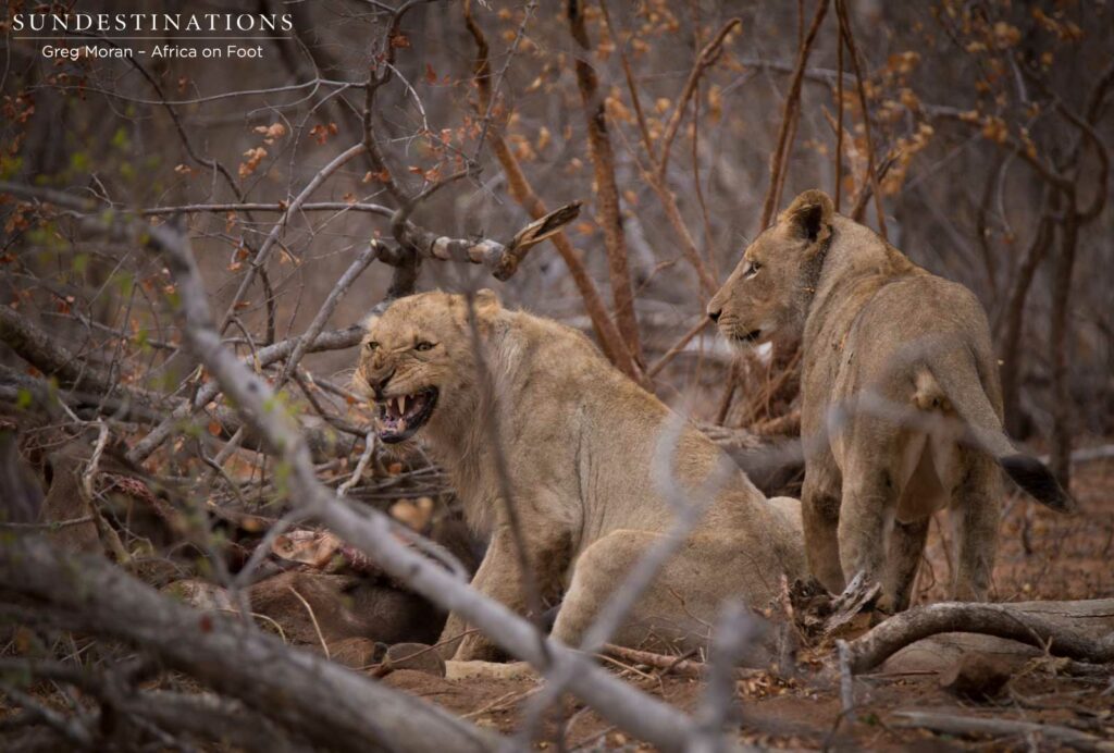Hercules Pride on a buffalo hunt Hercules Pride on a buffalo hunt