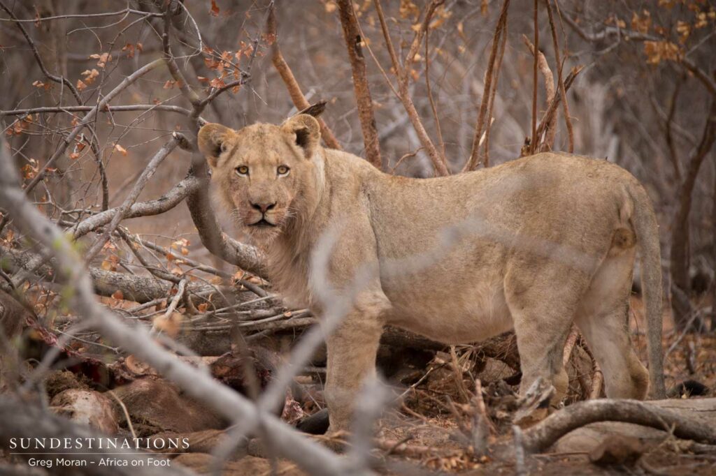 Hercules Pride on a buffalo hunt Hercules Pride on a buffalo hunt