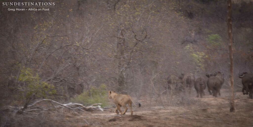 Hercules Pride on a buffalo hunt Hercules Pride on a buffalo hunt