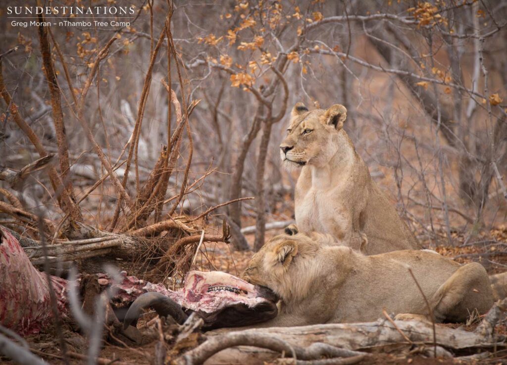 Hercules Pride on a buffalo hunt Hercules Pride on a buffalo hunt