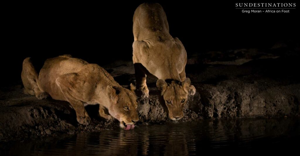 Queens of the night: the two Ross Breakaway sisters visit a waterhole in the darkness and drink in silence Queens of the night: the two Ross Breakaway sisters visit a waterhole in the darkness and drink in silence