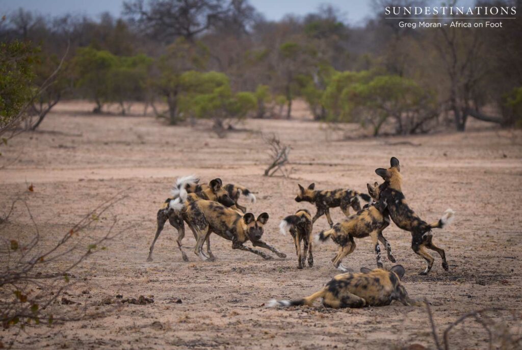 African wild dogs seen on foot making a kill at Africa on Foot African wild dogs seen on foot making a kill at Africa on Foot