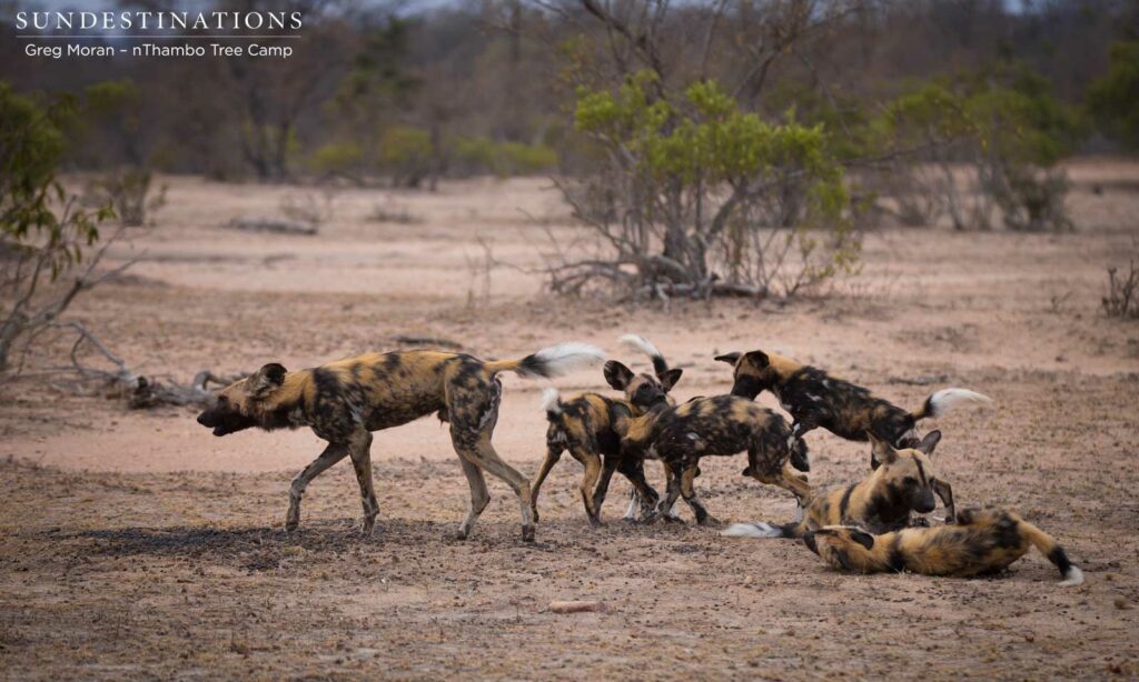 African wild dogs seen on foot making a kill at Africa on Foot African wild dogs seen on foot making a kill at Africa on Foot