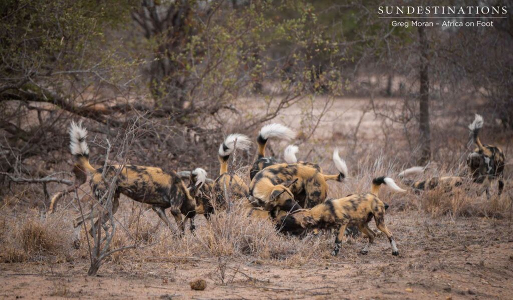 African wild dogs seen on foot making a kill at Africa on Foot African wild dogs seen on foot making a kill at Africa on Foot