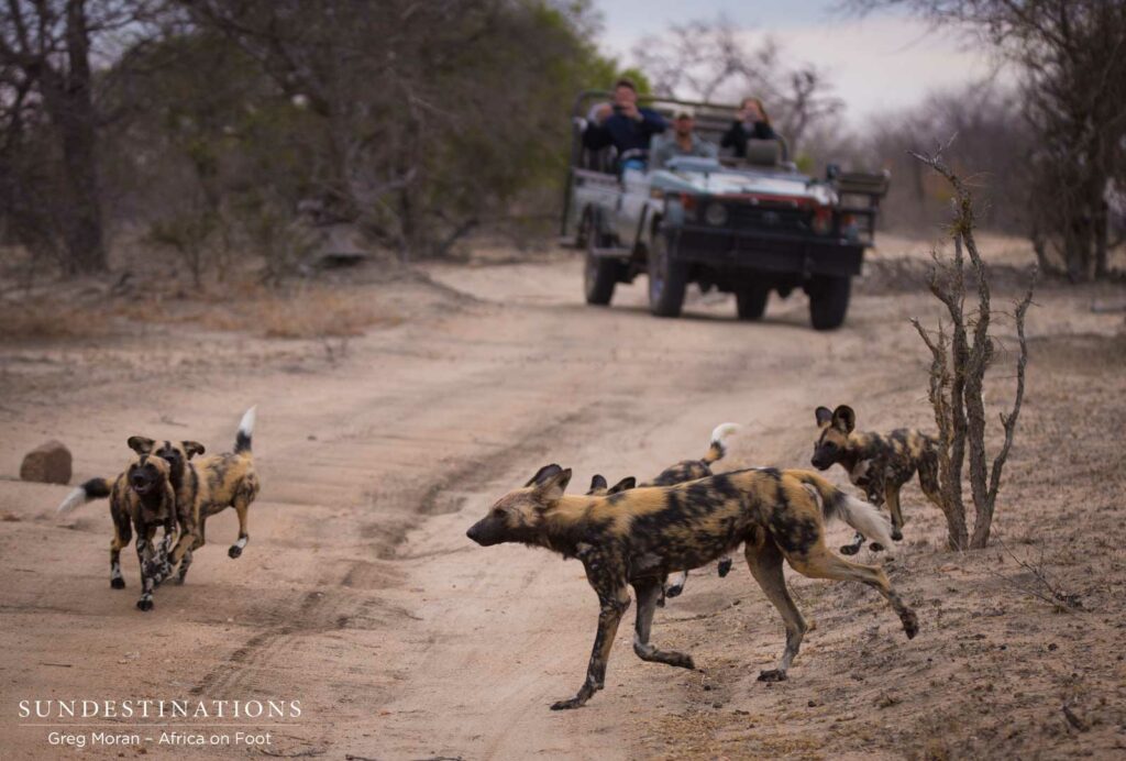 African wild dogs seen on foot making a kill at Africa on Foot African wild dogs seen on foot making a kill at Africa on Foot