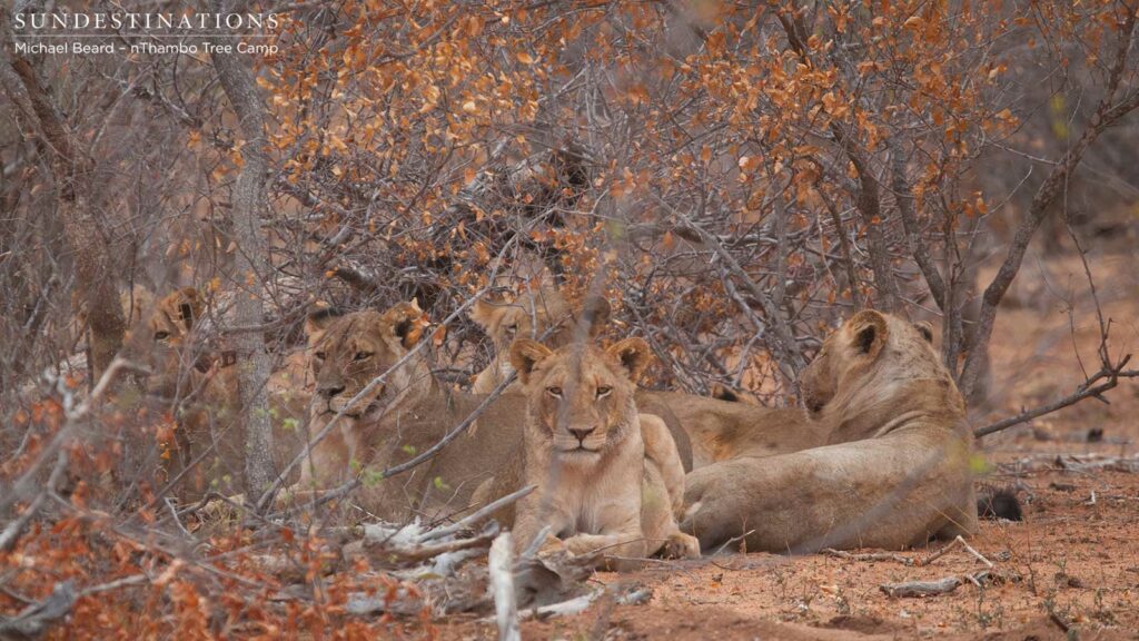 Hercules Pride on a buffalo hunt Hercules Pride on a buffalo hunt