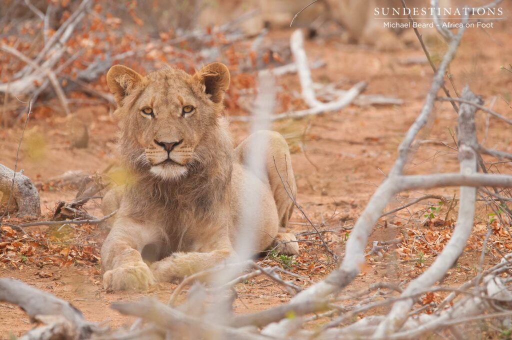 Hercules Pride on a buffalo hunt Hercules Pride on a buffalo hunt