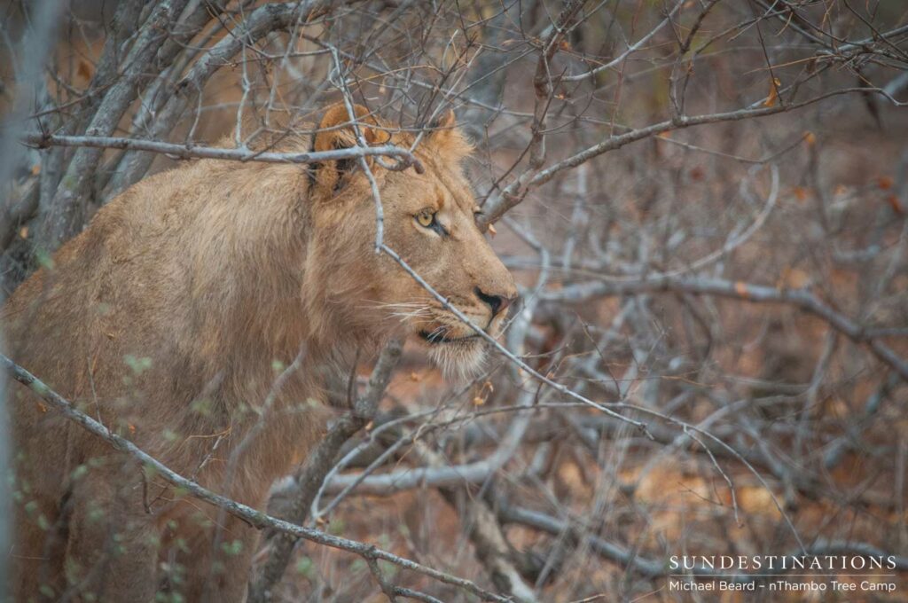 Hercules Pride on a buffalo hunt Hercules Pride on a buffalo hunt