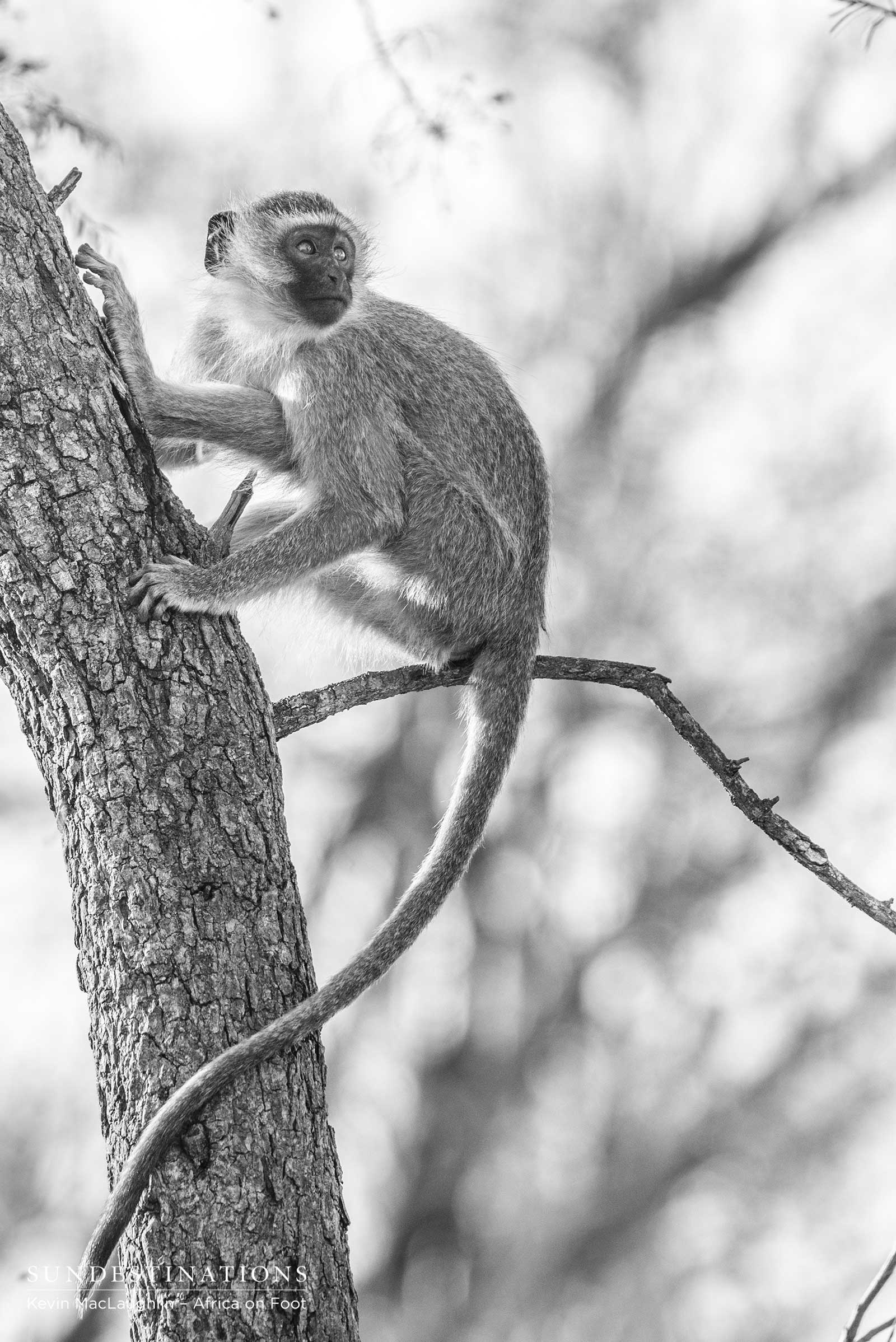 Africa On Foot Baboon Africa On Foot Baboon