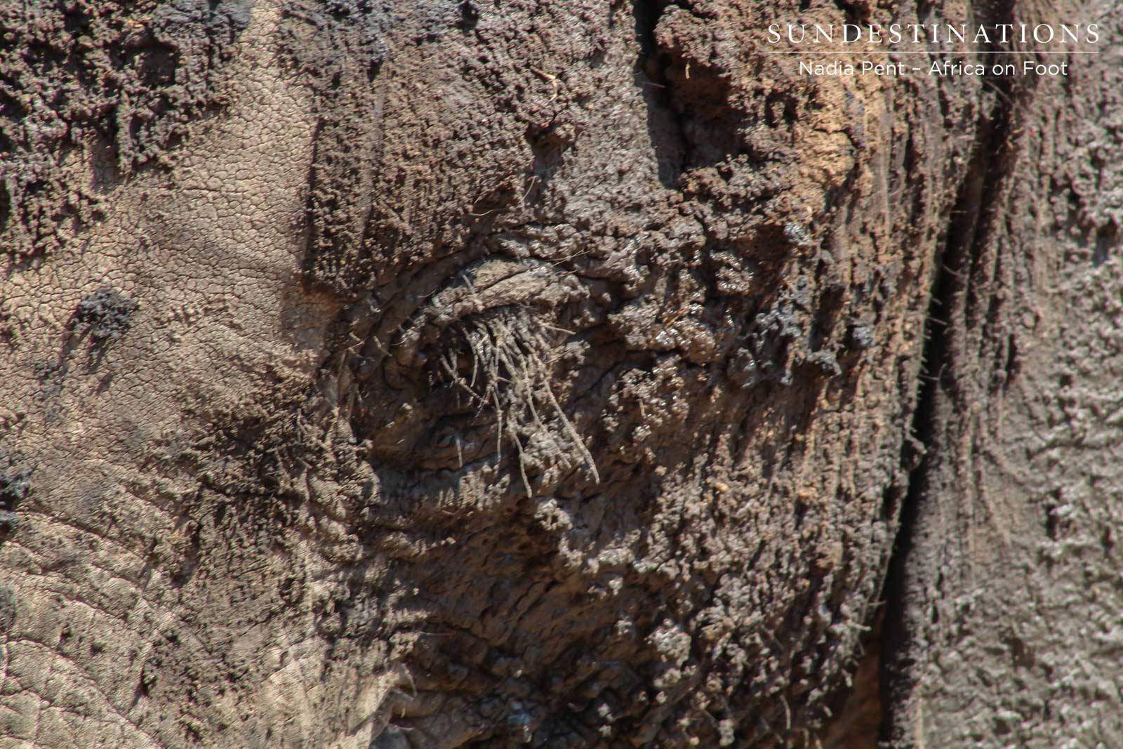 Africa on Foot Elephant - Mud Africa on Foot Elephant - Mud