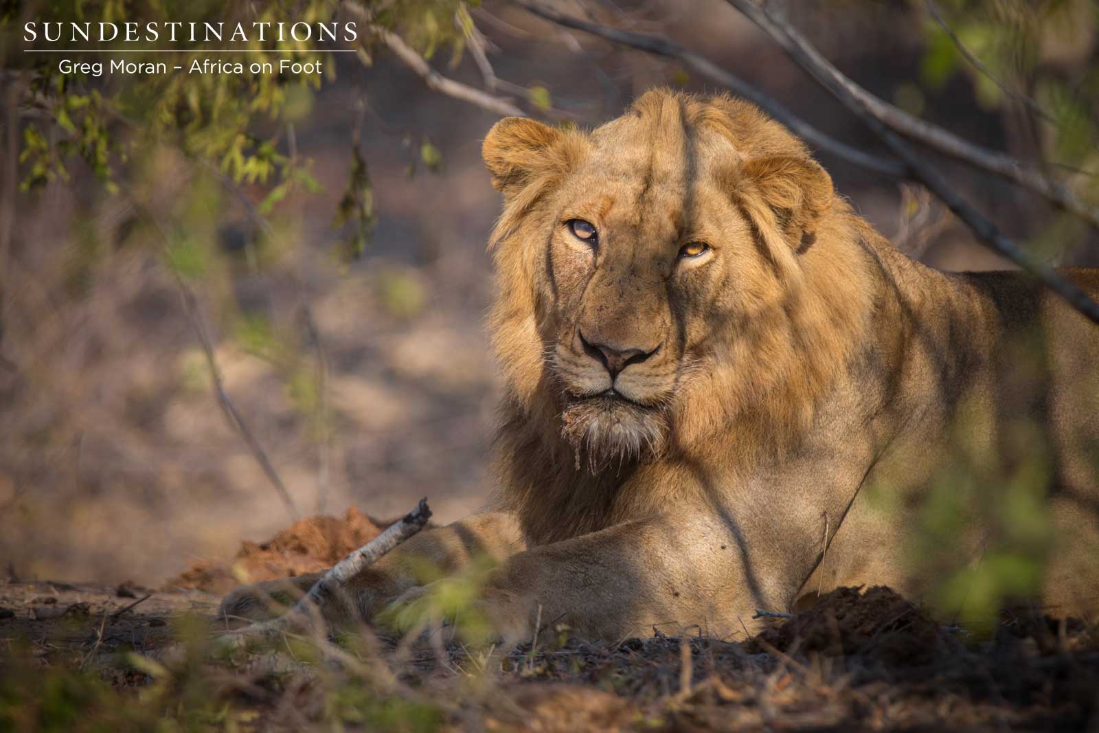 Mapoza Male Lions Mapoza Male Lions