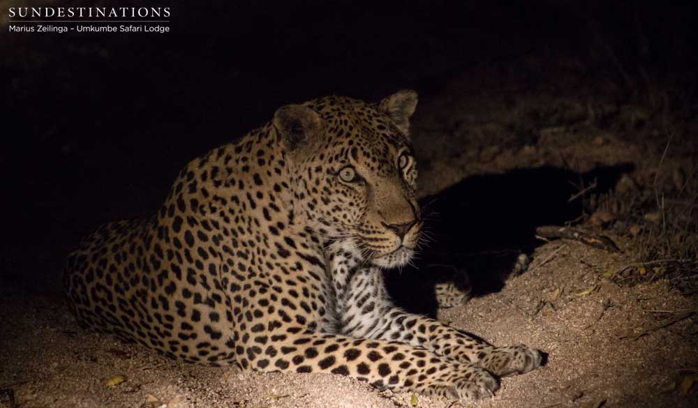 Bicycle Crossing settling in the sandy riverbed along the route of his regular patrol, right in front of the lodge Bicycle Crossing settling in the sandy riverbed along the route of his regular patrol, right in front of the lodge