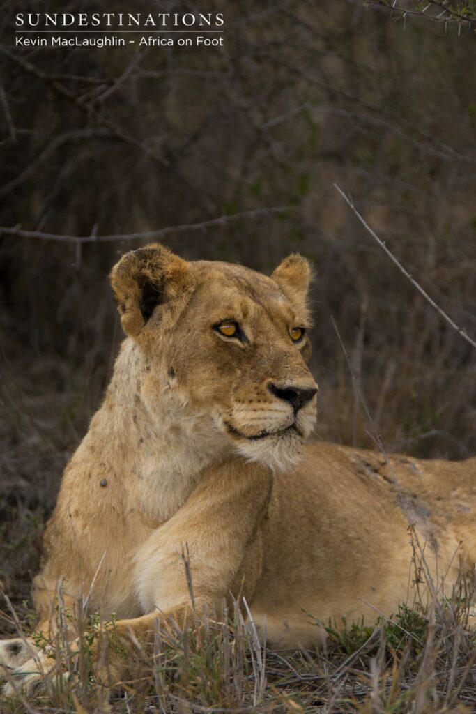 Ross Breakaway lioness Ross Breakaway lioness