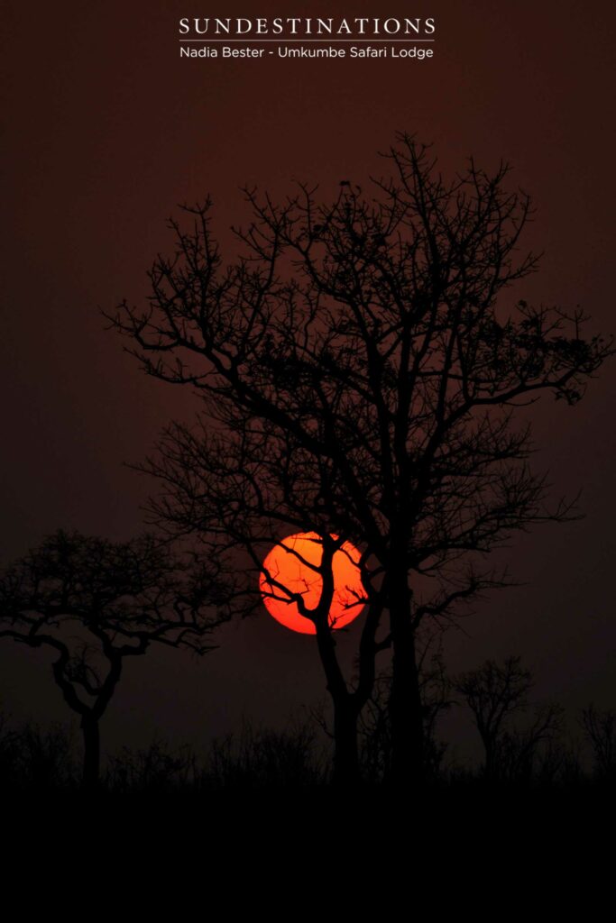 The burning ring of fire glowing brightly in the darkening sky, announcing the end of another day in Africa The burning ring of fire glowing brightly in the darkening sky, announcing the end of another day in Africa