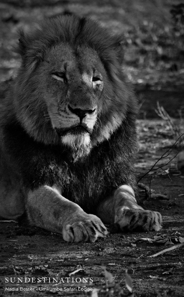 Charleston male lions seen at Umkumbe Safari Lodge Charleston male lions seen at Umkumbe Safari Lodge