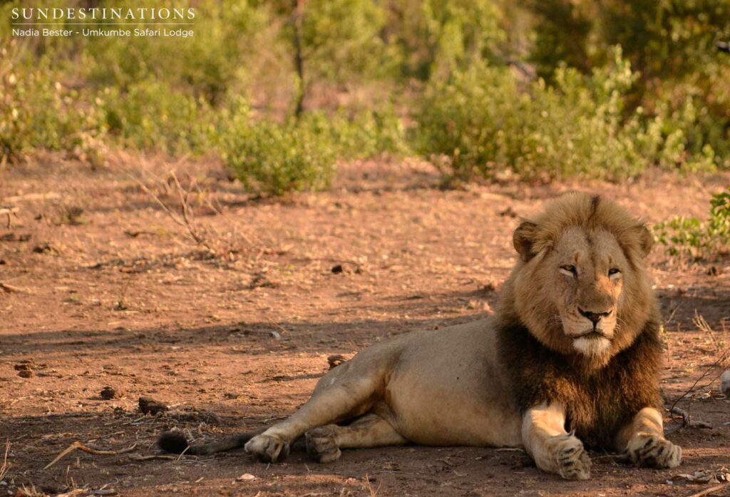 Charleston male lions seen at Umkumbe Safari Lodge Charleston male lions seen at Umkumbe Safari Lodge
