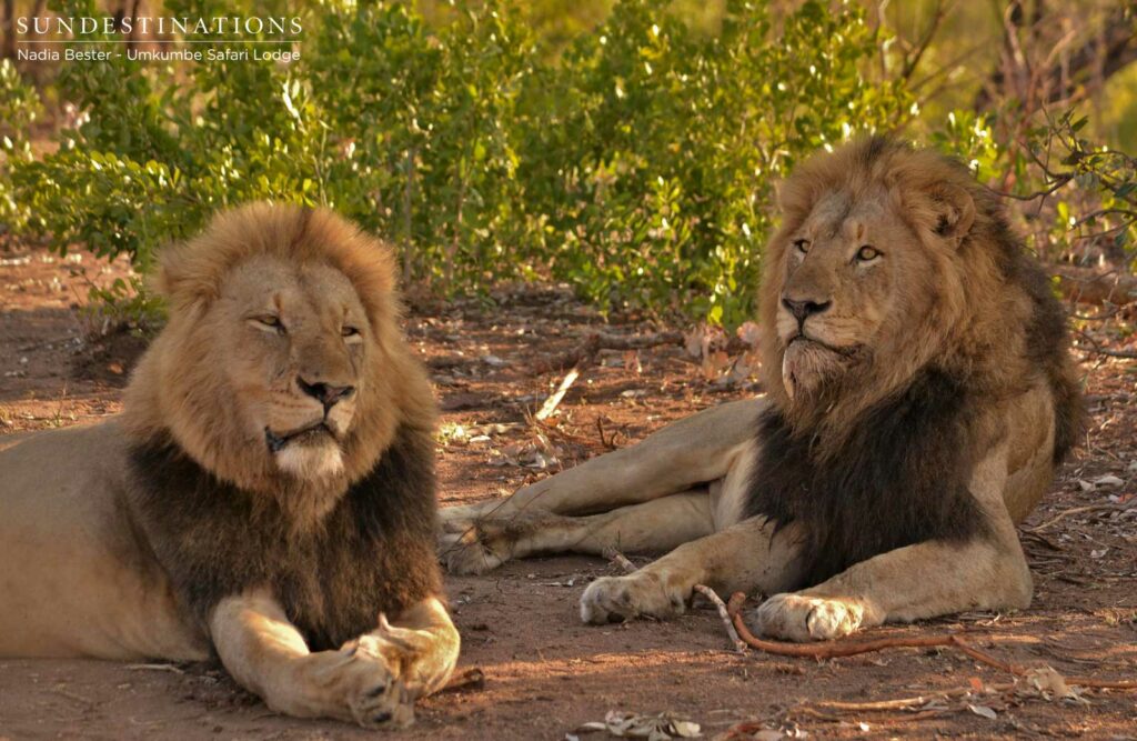 Charleston male lions seen at Umkumbe Safari Lodge Charleston male lions seen at Umkumbe Safari Lodge