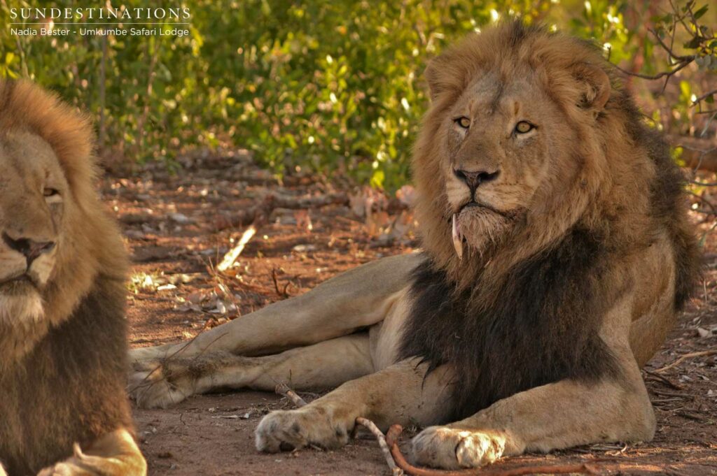 Charleston male lions seen at Umkumbe Safari Lodge Charleston male lions seen at Umkumbe Safari Lodge
