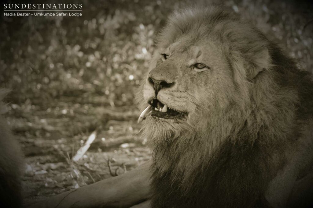 Charleston male lions seen at Umkumbe Safari Lodge Charleston male lions seen at Umkumbe Safari Lodge