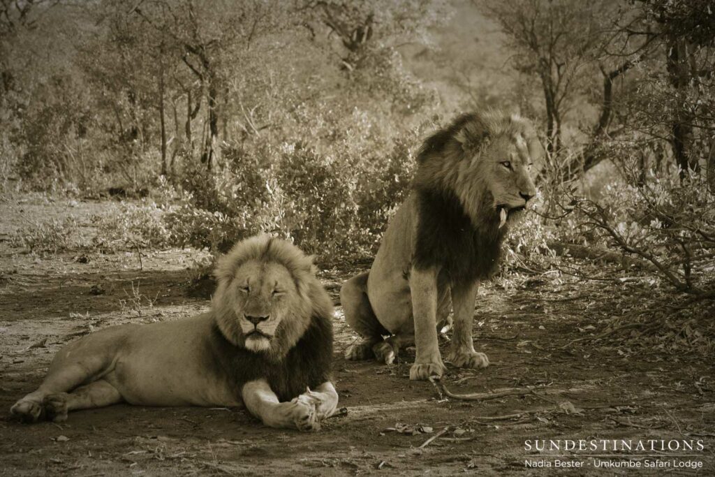 Charleston male lions seen at Umkumbe Safari Lodge Charleston male lions seen at Umkumbe Safari Lodge
