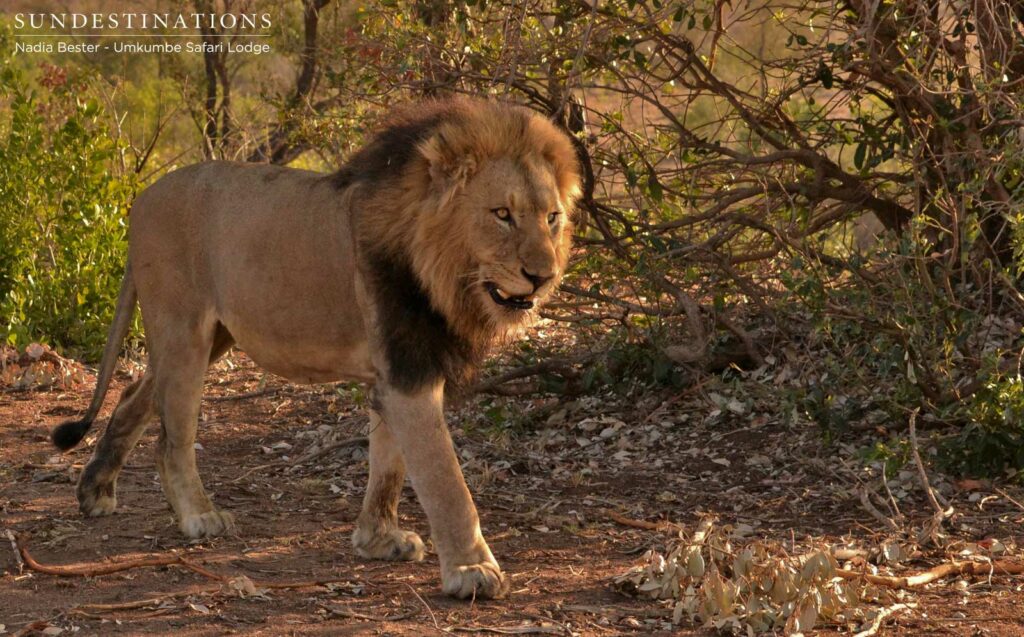 Charleston male lions seen at Umkumbe Safari Lodge Charleston male lions seen at Umkumbe Safari Lodge