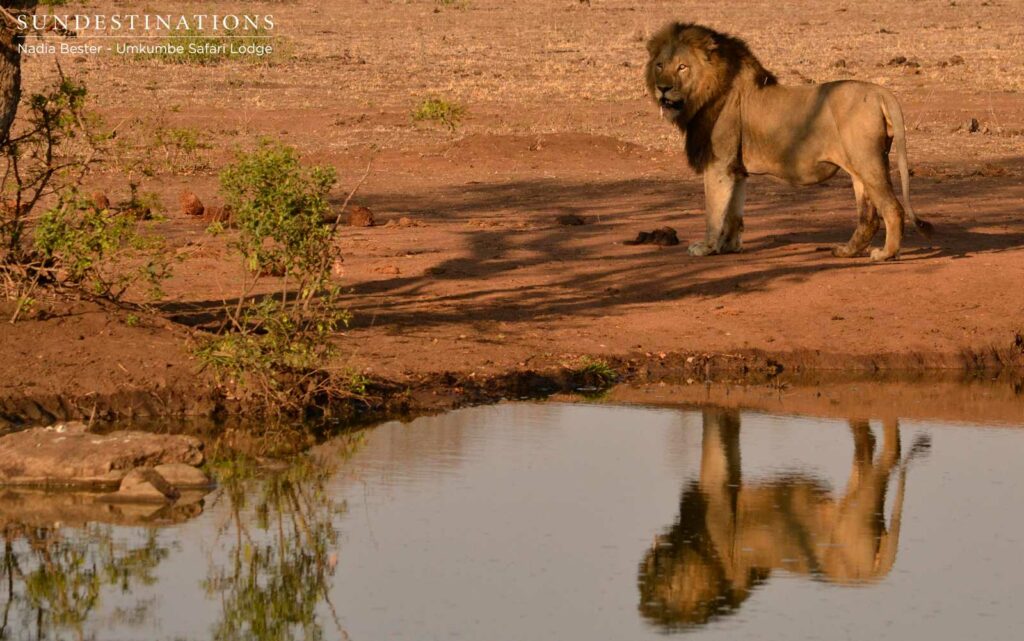 A Charleston male lions and his handsome reflection offering a fantastic photo opportunity A Charleston male lions and his handsome reflection offering a fantastic photo opportunity