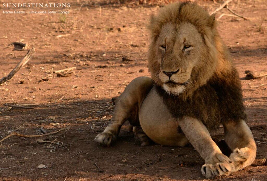 Charleston male lions seen at Umkumbe Safari Lodge Charleston male lions seen at Umkumbe Safari Lodge