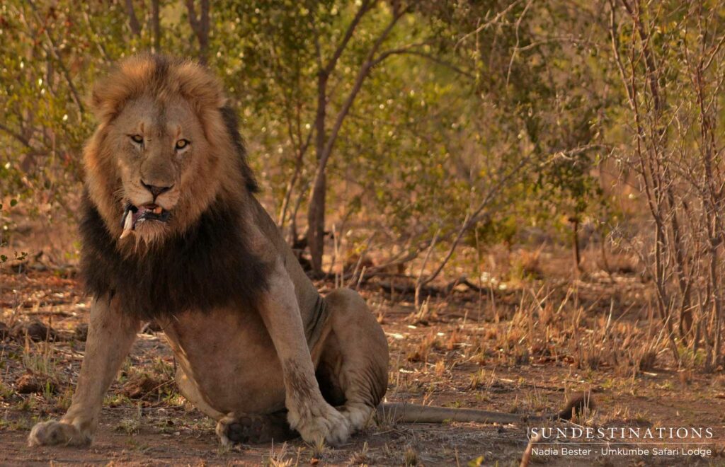 Charleston male lions seen at Umkumbe Safari Lodge Charleston male lions seen at Umkumbe Safari Lodge