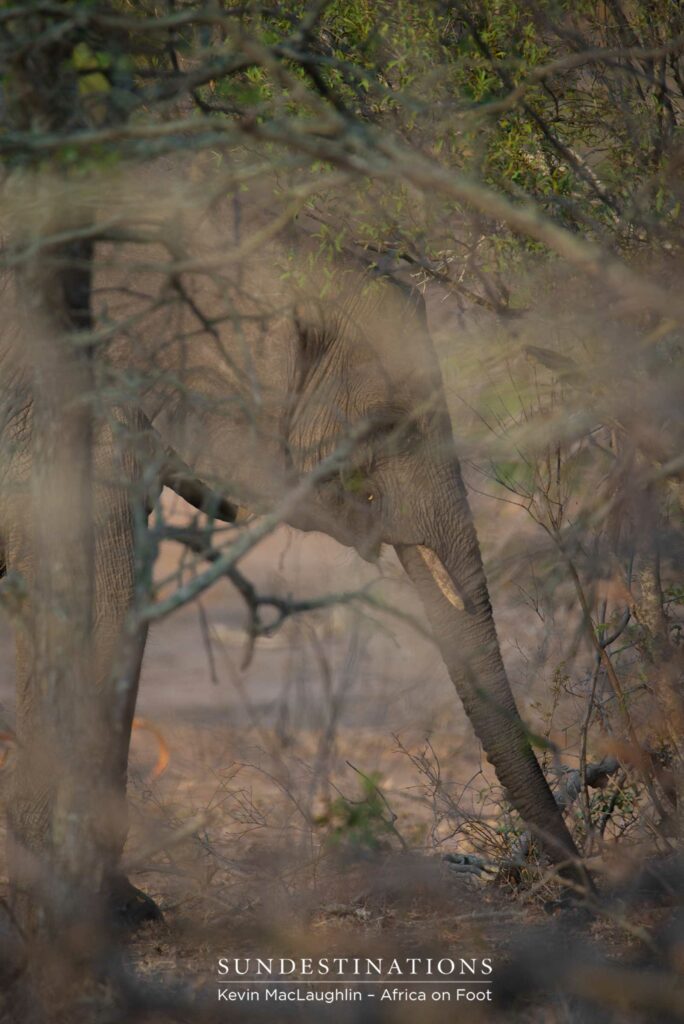 The grey leathery hide of an elephant camouflages perfectly in the bare winter bushveld The grey leathery hide of an elephant camouflages perfectly in the bare winter bushveld
