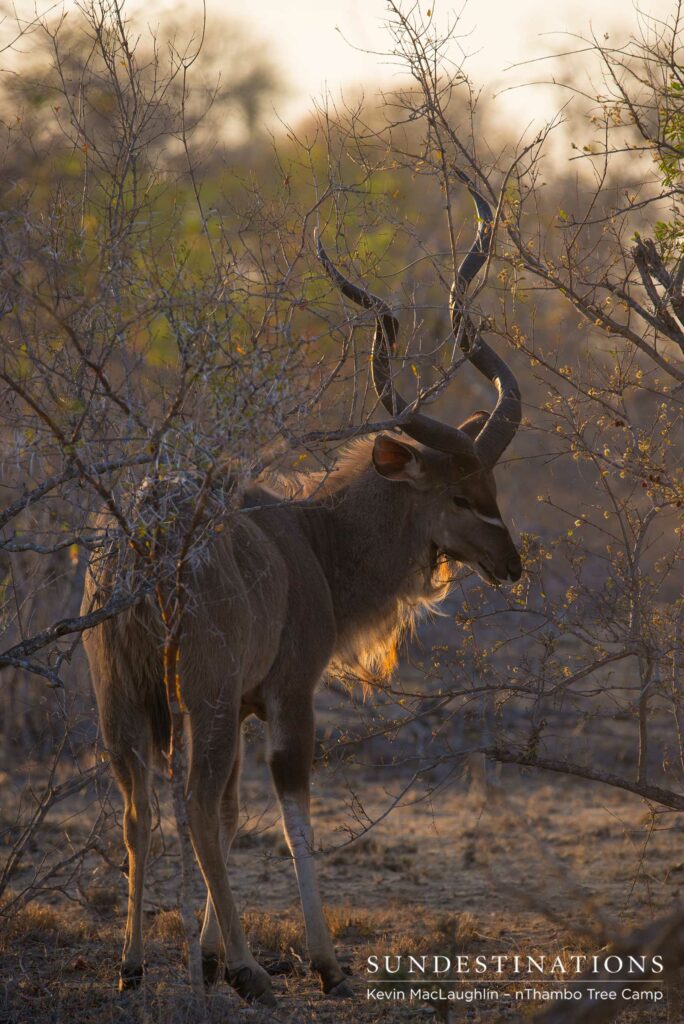 A kudu bull looks bashful as we admire his handsome coat illuminated in the sunlight A kudu bull looks bashful as we admire his handsome coat illuminated in the sunlight