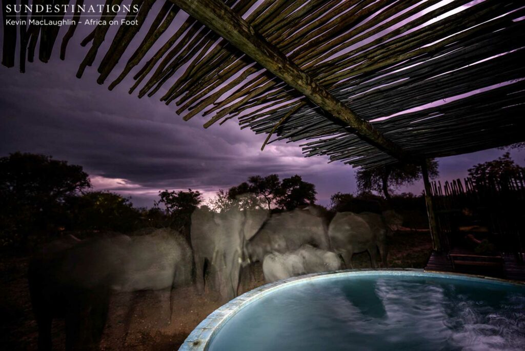 Elephants visiting the pool where guests enjoy a honeymoon dinner Elephants visiting the pool where guests enjoy a honeymoon dinner