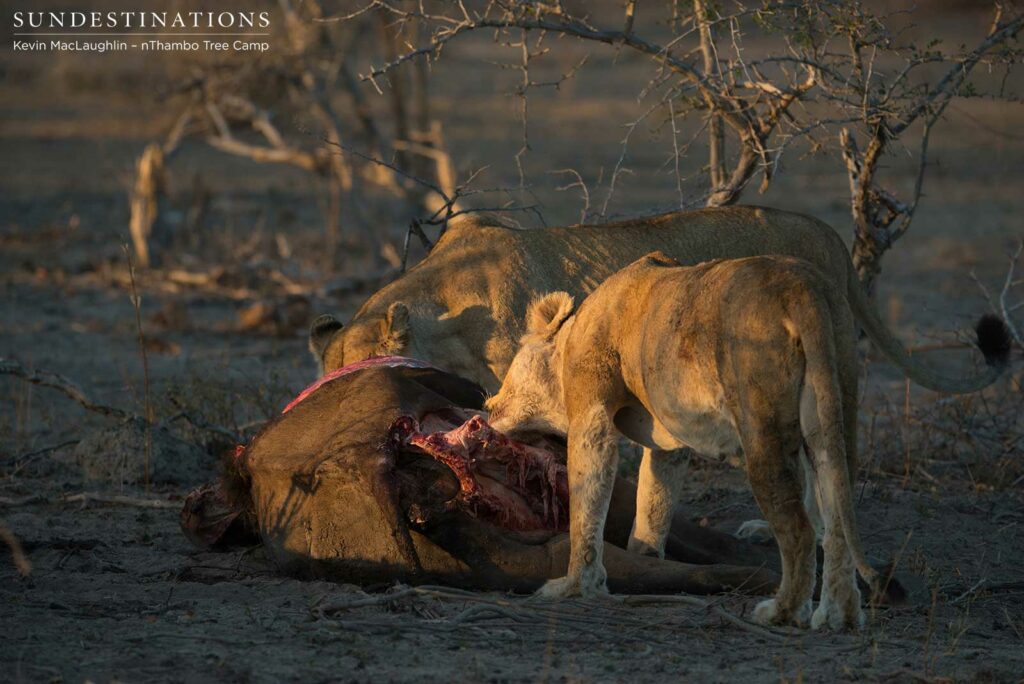 Ross Breakaway lionesses tucking in to their kill Ross Breakaway lionesses tucking in to their kill