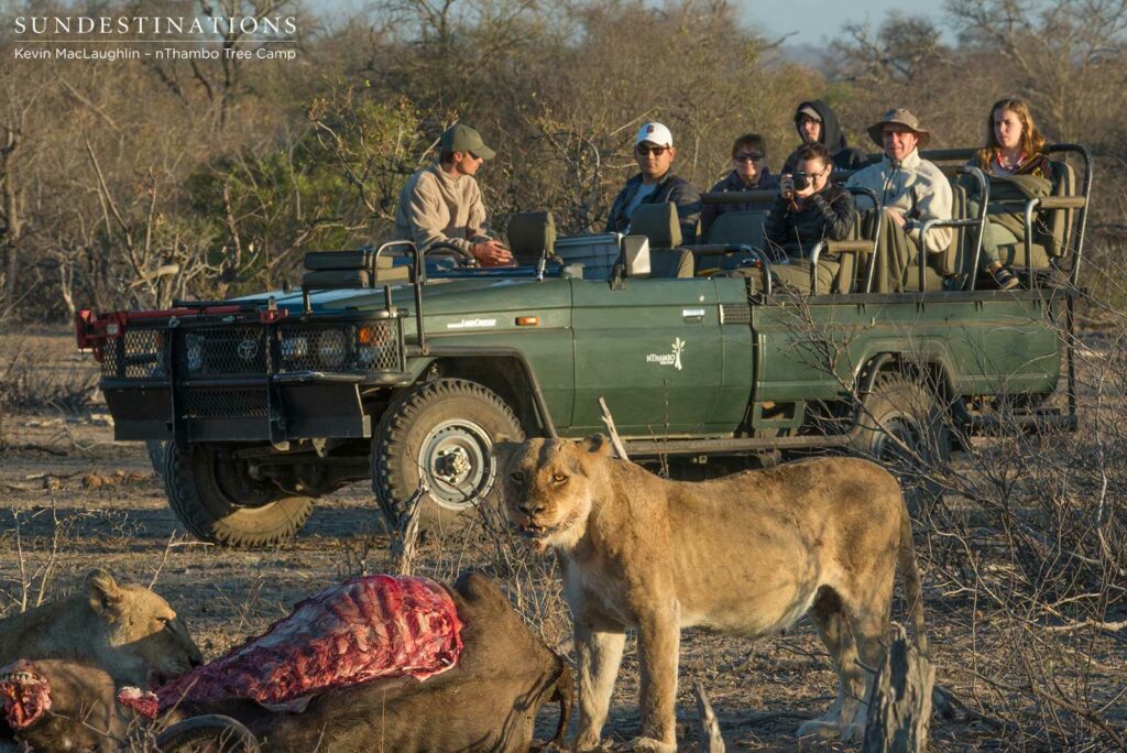 Ross Breakaway lionesses with nThambo guests looking on Ross Breakaway lionesses with nThambo guests looking on