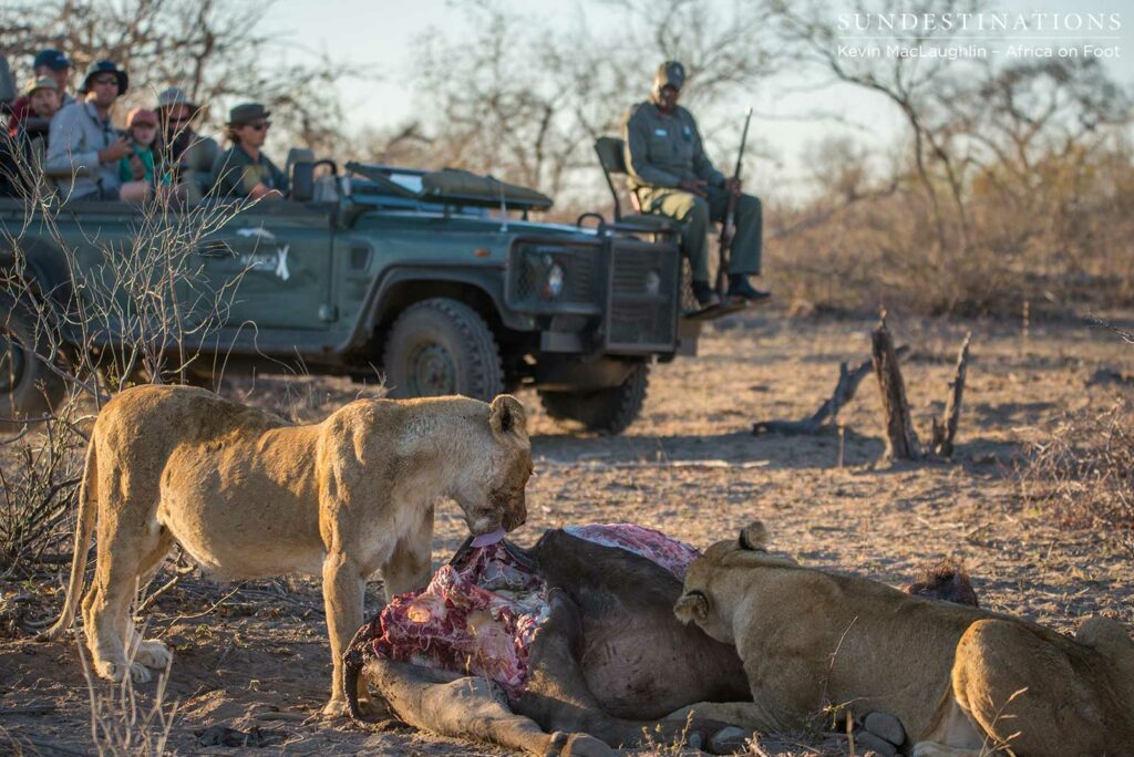 Ross Breakaway lionesses feasting on a buffalo with Africa on Foot guests looking on Ross Breakaway lionesses feasting on a buffalo with Africa on Foot guests looking on